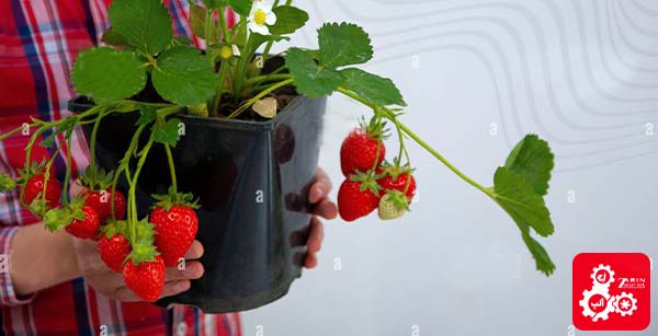 آموزش نحوه کاشت توت فرنگی در گلدان