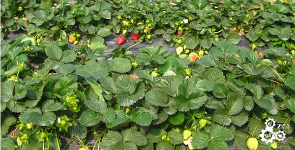 نحوه کاشت توت فرنگی در فضای باز مزرعه و گلخانه 